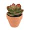 Mini Premade Succulents in Terra Cotta Pots, 6ct. by Ashland®